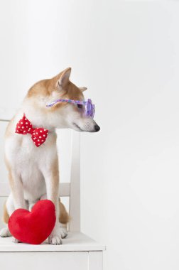 Yeni Yıl, Çin Yeni Yılı, Köpek Yılı, Shiba Inu,