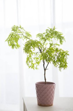 tencerede masada yeşil bitki,