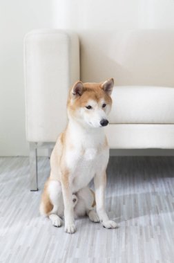 Yeni Yıl, Çin Yeni Yılı, Köpek Yılı, Shiba Inu,