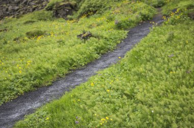 boş Yol ve doğal arka plan