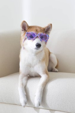 Yeni Yıl, Çin Yeni Yılı, Köpek Yılı, Shiba Inu,