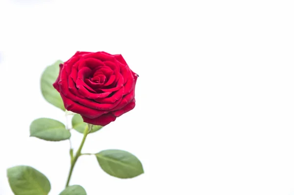 Rosa Vermelha Dia Dos Namorados — Fotografia de Stock