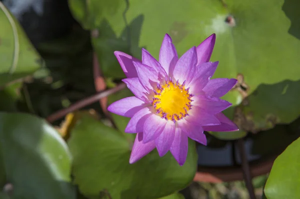 Lirio Agua Flor Loto — Foto de Stock