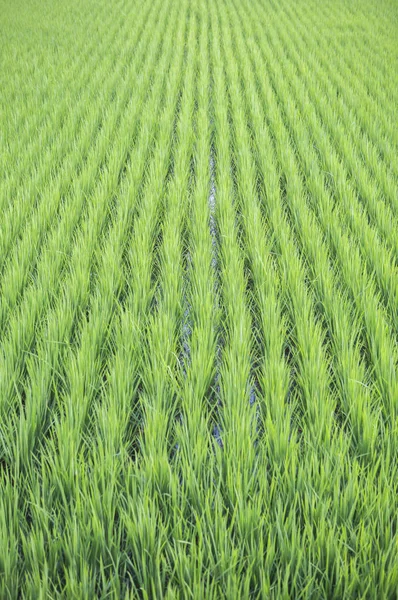 Tainan Taiwan Ásia Arroz Paddy — Fotografia de Stock