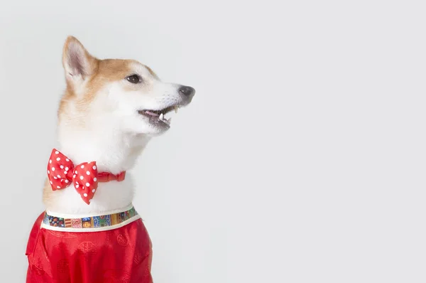 Año Nuevo Año Nuevo Chino Año Del Perro Shiba Inu —  Fotos de Stock