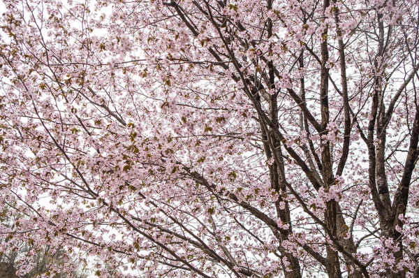 Κεράσι Ανθίσει Δέντρο Όμορφα Λουλούδια — Φωτογραφία Αρχείου