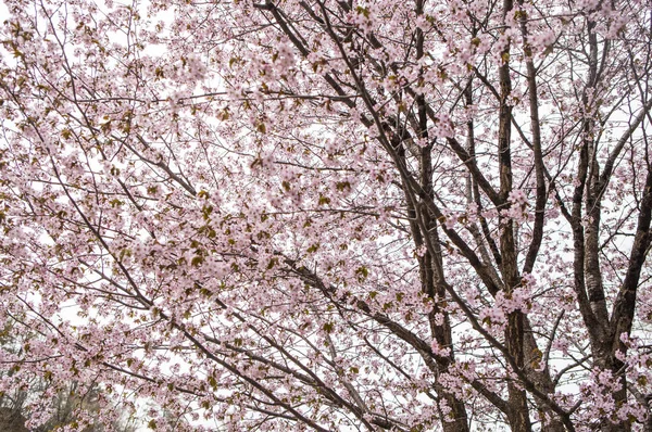 Albero Ciliegio Con Bellissimi Fiori — Foto Stock