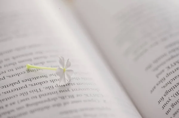 Kleine Blume Auf Einem Offenen Buch — Stockfoto