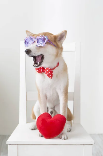 New Year Chinese New Year Year Dog Shiba Inu — Stock Photo, Image