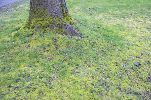 Seattle Abd Ağaçlı Park — Stok fotoğraf