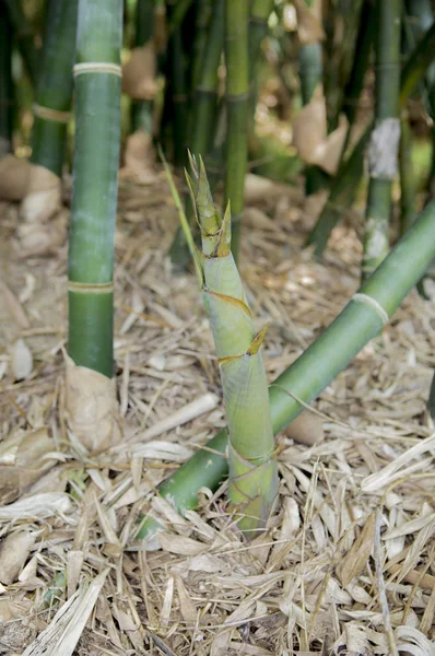 Arroz Arrozal Primer Plano Del Campo Plantas Arroz Fondo — Foto de Stock