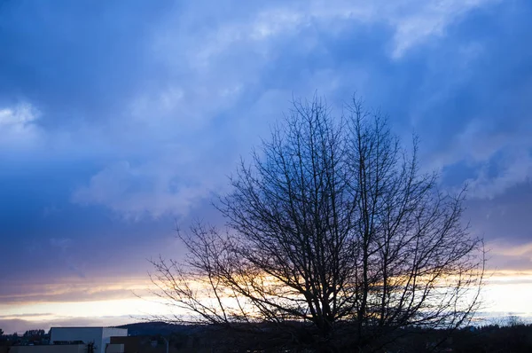 Rosa Wolken Und Bäume Portland Vereinigte Staaten — Stockfoto