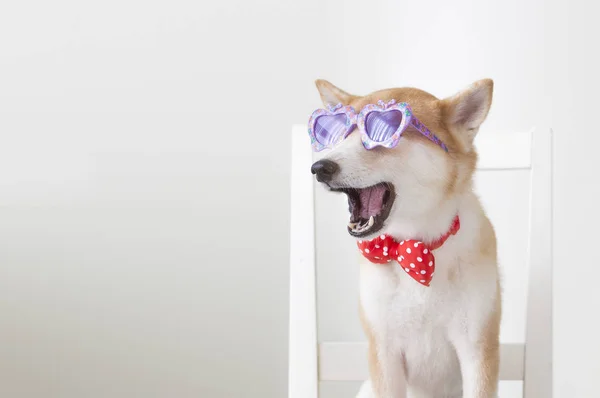 Ano Novo Ano Novo Chinês Ano Cão Shiba Inu — Fotografia de Stock