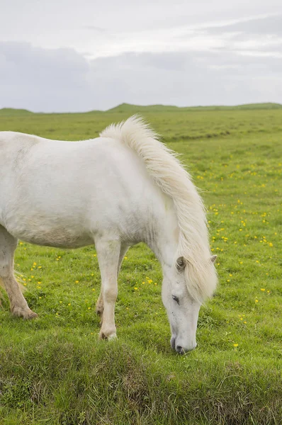 White Horse Grazing Pasture — Stock Photo, Image