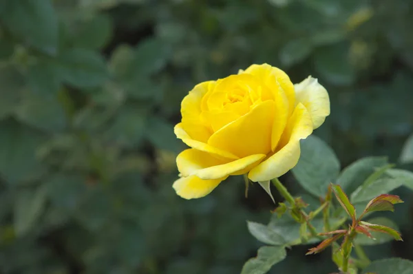 Желтая Роза Заднем Плане Крупным Планом — стоковое фото