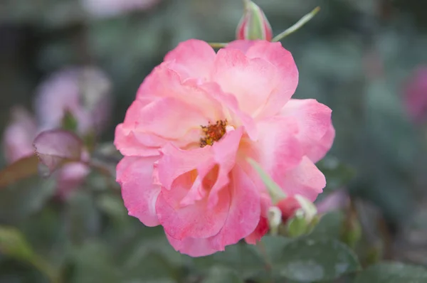 Hermosa Flor Fondo Cerca — Foto de Stock