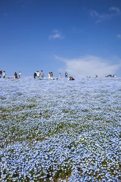 Nemophila Flowers Field Background — Stock Photo, Image