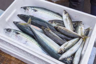 taze Uskumru, arka planda, yakın