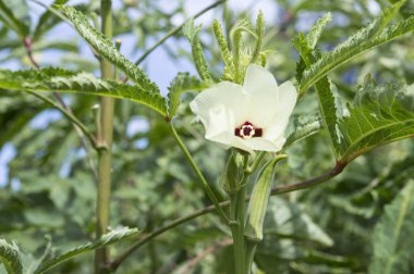 Bamya çiçeği arka plan üzerinde kapat