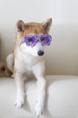 Yeni Yıl, Çin Yeni Yılı, Köpek Yılı, Shiba Inu,