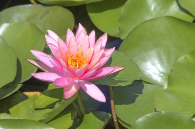 Lily Chongming Adası, Shanghai, Çin, Asya su