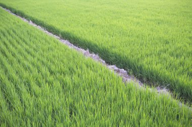 Tainan, Tayvan, Asya, çeltik