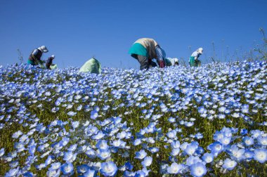 Nemophila, arka plan üzerinde çiçek alanı