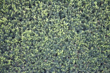 arka planda güzel yeşil yapraklar