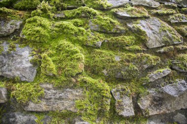 Yosun kaplı eski taş duvar