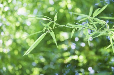 Chongming Island, Shanghai, Çin, Asya bambu,