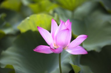 Lotus in  Chongming Island, Shanghai, China, Asia clipart