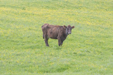 cute cow on green lawn 