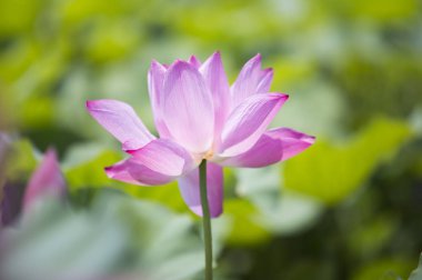 Lotus Chongming Adası, Shanghai, Çin, Asya