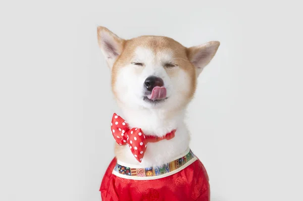 Ano Novo Ano Novo Chinês Ano Cão Shiba Inu — Fotografia de Stock