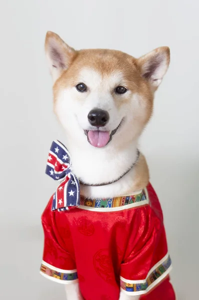 Yeni Yıl Çin Yeni Yılı Köpek Yılı Shiba Inu — Stok fotoğraf