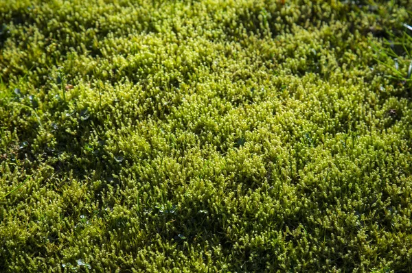 Yeşil Çimen Dokusu Arkaplan — Stok fotoğraf