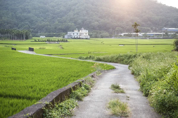 Ταϊνάν Ταϊβάν Ασία Αναποφλοίωτο Ρύζι — Φωτογραφία Αρχείου