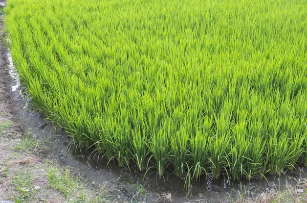 Tainan Taiwán Asia Arroz Con Cáscara — Foto de Stock