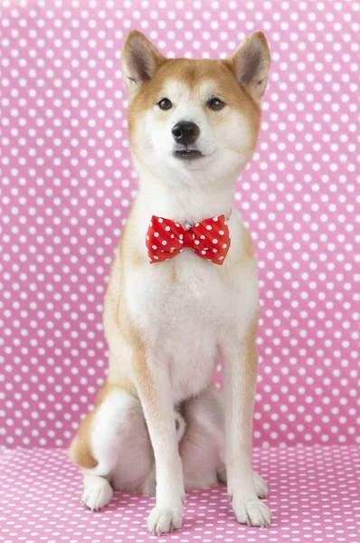 Ano Novo Ano Novo Chinês Ano Cão Shiba Inu — Fotografia de Stock