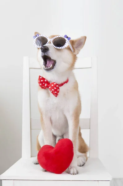 Ano Novo Ano Novo Chinês Ano Cão Shiba Inu — Fotografia de Stock