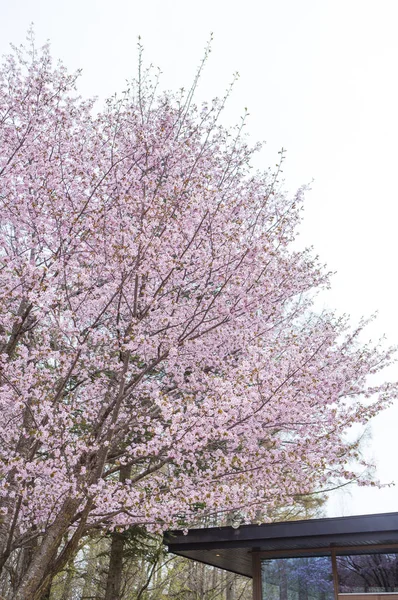 Κεράσι Ανθίσει Δέντρο Όμορφα Λουλούδια — Φωτογραφία Αρχείου