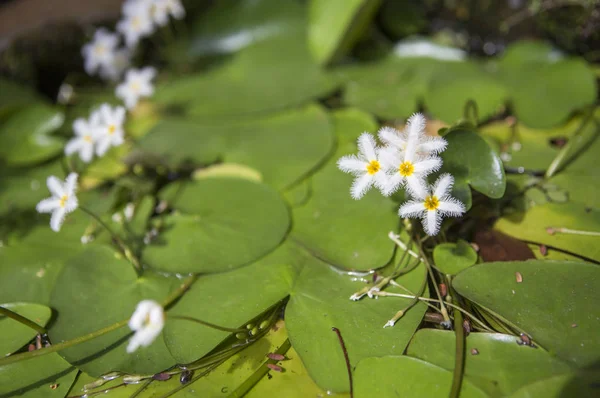 Hindistan Nymphaea Çiçek Arka Plan Üzerinde Kapat — Stok fotoğraf