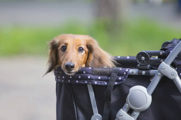 Dachshund Köpeği bebek arabasında.