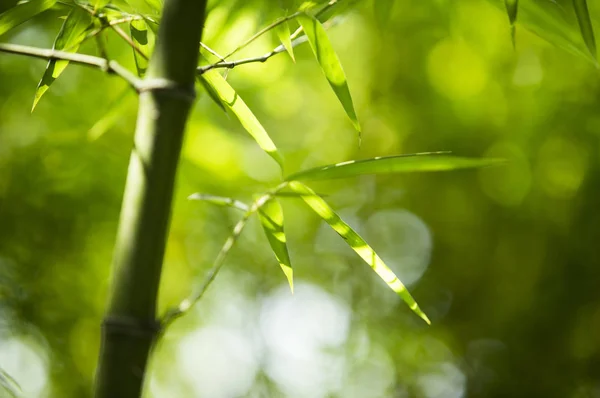 崇明島の上海 アジアの竹 — ストック写真