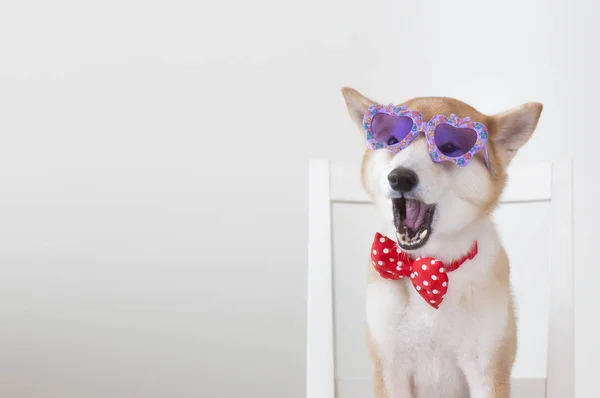 Ano Novo Ano Novo Chinês Ano Cão Shiba Inu — Fotografia de Stock