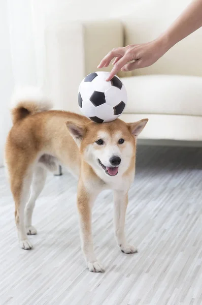 Jovem Mulher Asiática Jogando Uma Bola Com Seu Cão — Fotografia de Stock