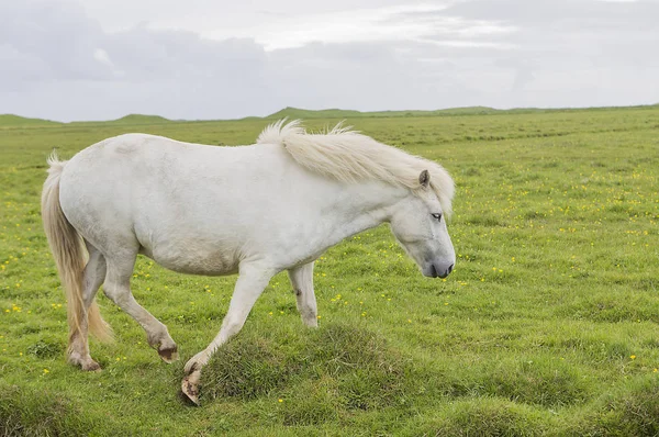 Beautiful White Horse Green Lawn — Stock Photo, Image