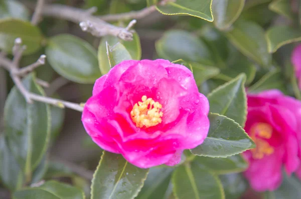 Camellia Flores Sobre Fondo Cerca — Foto de Stock