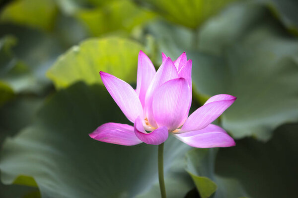 Lotus in  Chongming Island, Shanghai, China, Asia