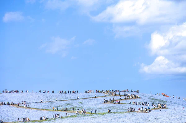 Nemophila Virág Mező Háttér — Stock Fotó